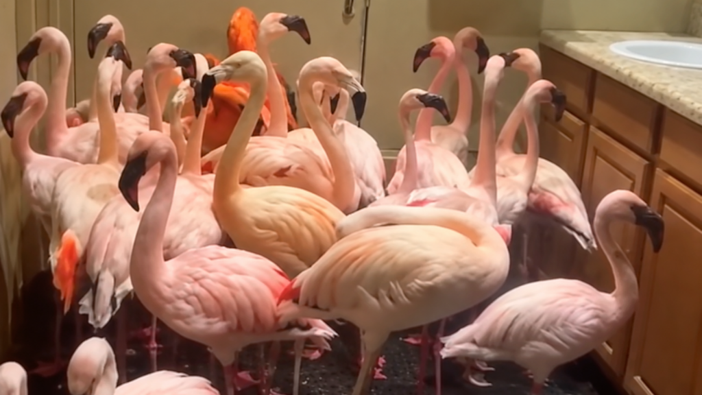 Flamingos Hurricane Isaias illustration showing 30 pink flamingos sheltering in a ZooWorld bathroom in Panama City Beach, Florida.